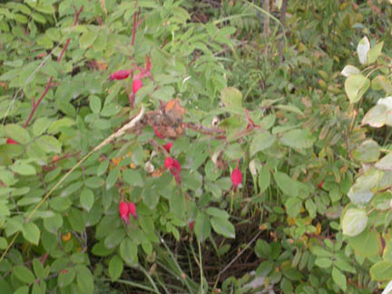 DSCN9404